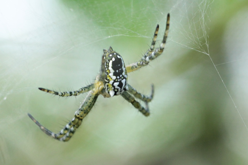 Tent Spider (Cyrtophora molucensis) (Cyrtophora molucensis)